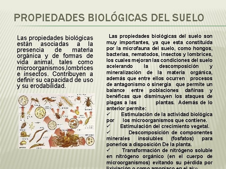 PROPIEDADES BIOLÓGICAS DEL SUELO Las propiedades biológicas están asociadas a la presencia de materia