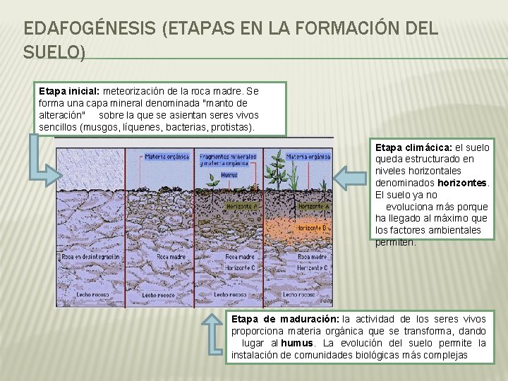 EDAFOGÉNESIS (ETAPAS EN LA FORMACIÓN DEL SUELO) Etapa inicial: meteorización de la roca madre.