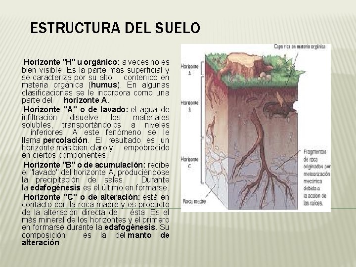 ESTRUCTURA DEL SUELO Horizonte "H" u orgánico: a veces no es bien visible. Es