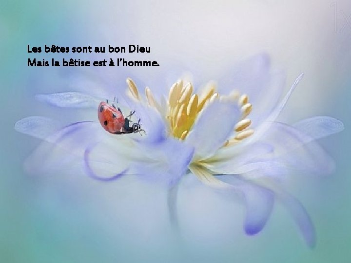 Les bêtes sont au bon Dieu Mais la bêtise est à l’homme. 