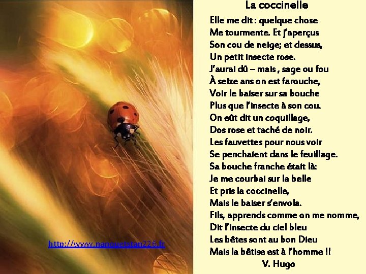 La coccinelle http: //www. nanouetstan 226. fr Elle me dit : quelque chose Me