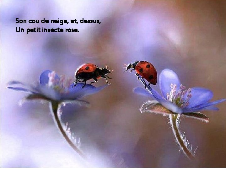Son cou de neige, et, dessus, Un petit insecte rose. 