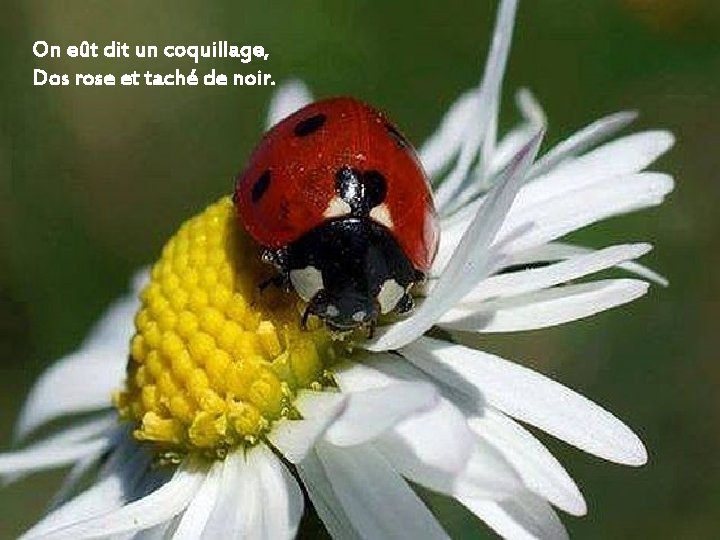 On eût dit un coquillage, Dos rose et taché de noir. 