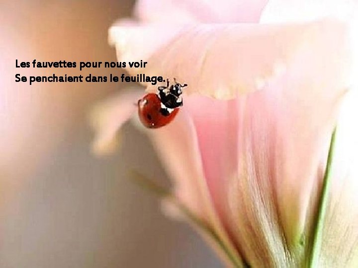 Les fauvettes pour nous voir Se penchaient dans le feuillage. 