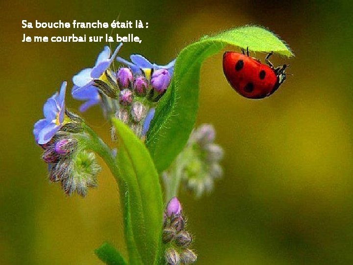 Sa bouche franche était là : Je me courbai sur la belle, 