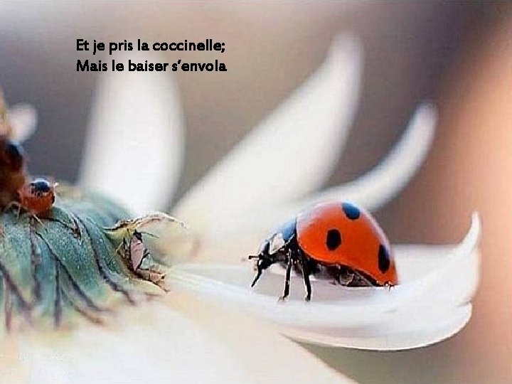 Et je pris la coccinelle; Mais le baiser s’envola 
