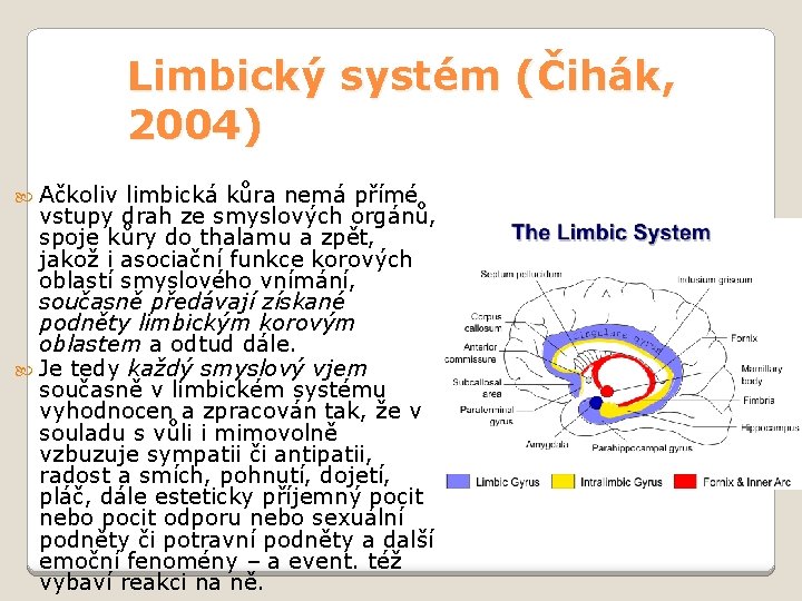 Limbický systém (Čihák, 2004) Ačkoliv limbická kůra nemá přímé vstupy drah ze smyslových orgánů,