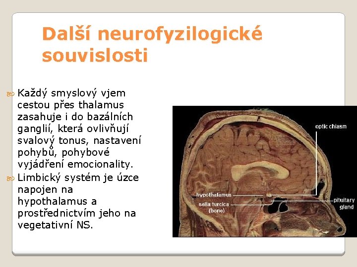 Další neurofyzilogické souvislosti Každý smyslový vjem cestou přes thalamus zasahuje i do bazálních ganglií,