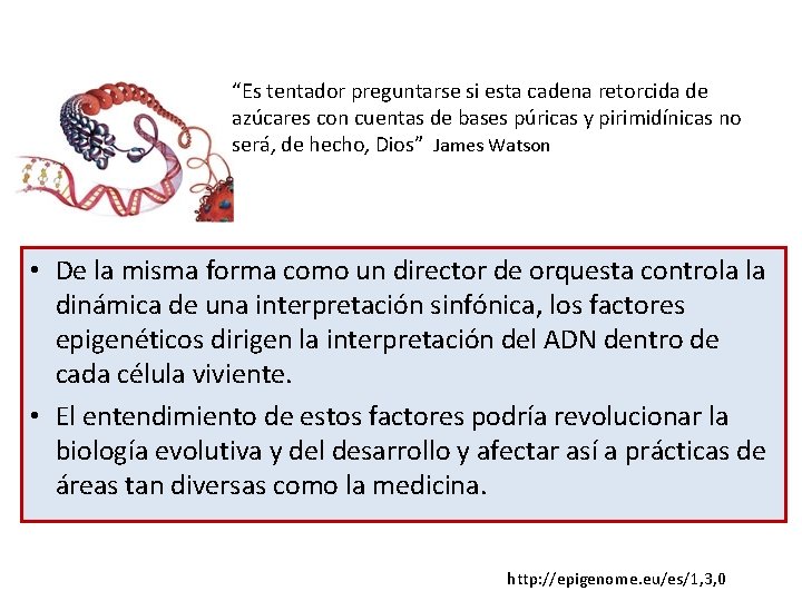 “Es tentador preguntarse si esta cadena retorcida de azúcares con cuentas de bases púricas