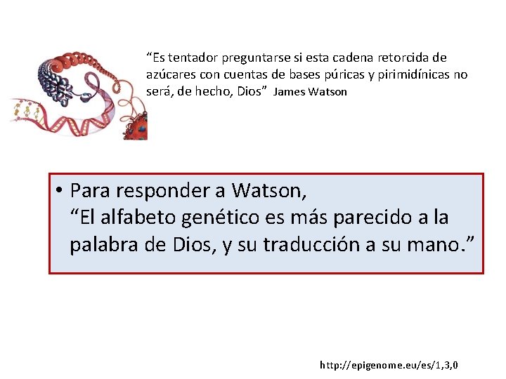 “Es tentador preguntarse si esta cadena retorcida de azúcares con cuentas de bases púricas