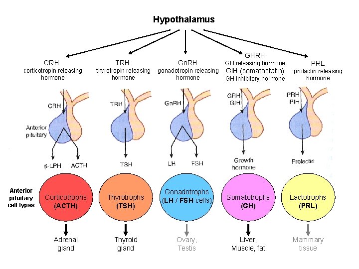 Hypothalamus GHRH CRH TRH Gn. RH GH releasing hormone corticotropin releasing hormone thyrotropin releasing Hypothalamus GHRH CRH TRH Gn. RH GH releasing hormone corticotropin releasing hormone thyrotropin releasing