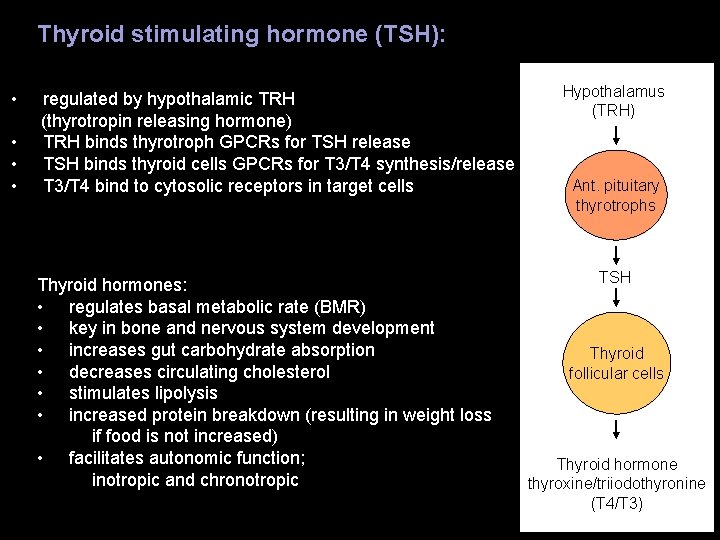Thyroid stimulating hormone (TSH): • • regulated by hypothalamic TRH (thyrotropin releasing hormone) TRH Thyroid stimulating hormone (TSH): • • regulated by hypothalamic TRH (thyrotropin releasing hormone) TRH
