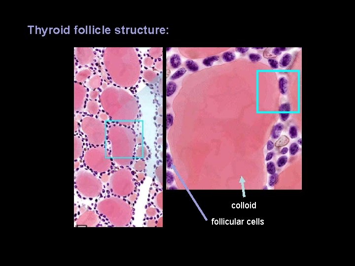 Thyroid follicle structure: colloid follicular cells Thyroid follicle structure: colloid follicular cells