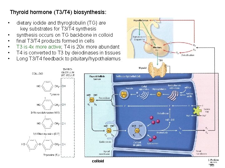 Thyroid hormone (T 3/T 4) biosynthesis: • • • dietary iodide and thyroglobulin (TG) Thyroid hormone (T 3/T 4) biosynthesis: • • • dietary iodide and thyroglobulin (TG)