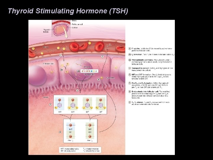 Thyroid Stimulating Hormone (TSH) Thyroid Stimulating Hormone (TSH)