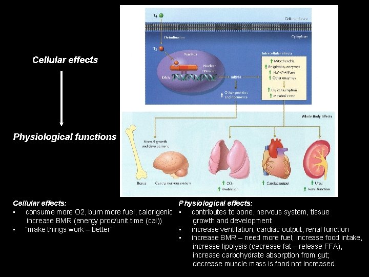 Cellular effects Physiological functions Cellular effects: Physiological effects: • consume more O 2, burn Cellular effects Physiological functions Cellular effects: Physiological effects: • consume more O 2, burn