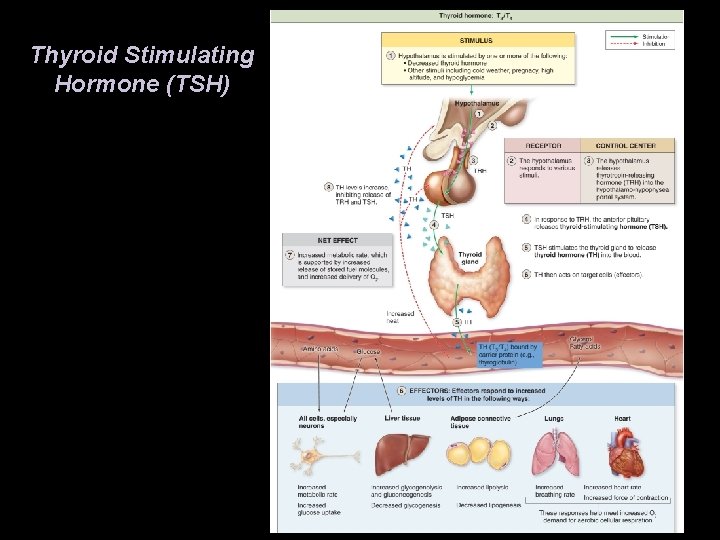 Thyroid Stimulating Hormone (TSH) Thyroid Stimulating Hormone (TSH)