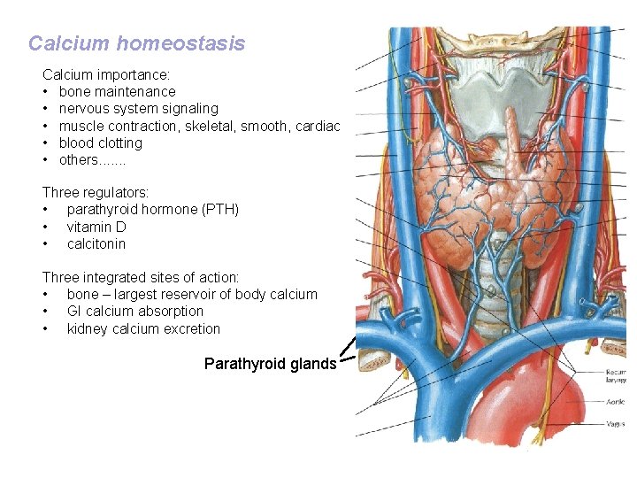 Calcium homeostasis Calcium importance: • bone maintenance • nervous system signaling • muscle contraction, Calcium homeostasis Calcium importance: • bone maintenance • nervous system signaling • muscle contraction,