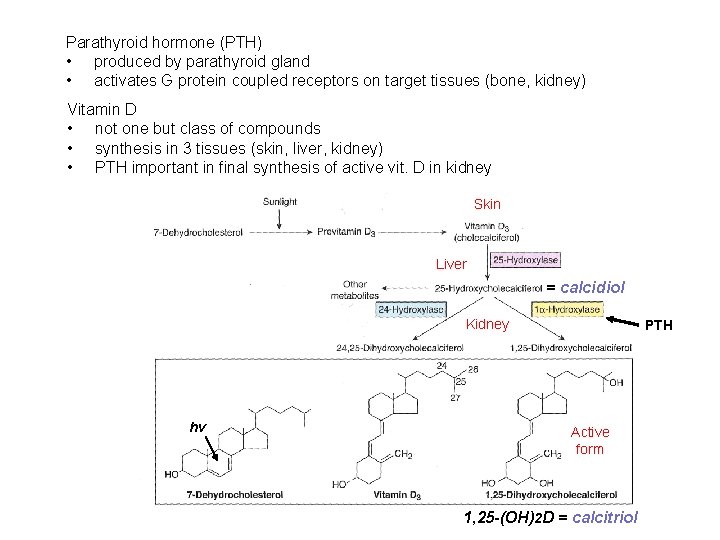 Parathyroid hormone (PTH) • produced by parathyroid gland • activates G protein coupled receptors Parathyroid hormone (PTH) • produced by parathyroid gland • activates G protein coupled receptors