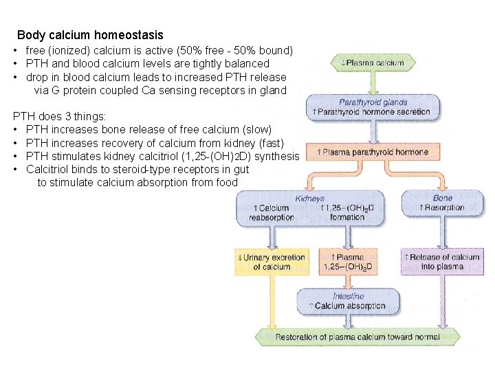 Body calcium homeostasis • free (ionized) calcium is active (50% free - 50% bound) Body calcium homeostasis • free (ionized) calcium is active (50% free - 50% bound)