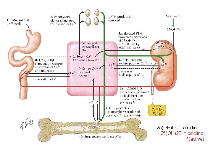 25(OH)D = calcidiol 1, 25(OH)2 D = calcitriol *(active) 25(OH)D = calcidiol 1, 25(OH)2 D = calcitriol *(active)