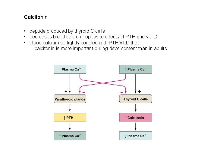 Calcitonin • peptide produced by thyroid C cells • decreases blood calcium; opposite effects Calcitonin • peptide produced by thyroid C cells • decreases blood calcium; opposite effects