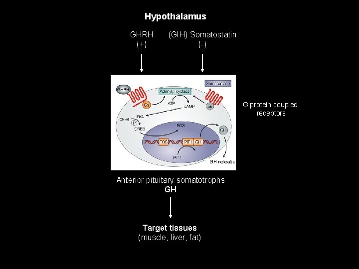 Hypothalamus GHRH (+) (GIH) Somatostatin (-) G protein coupled receptors GH release Anterior pituitary Hypothalamus GHRH (+) (GIH) Somatostatin (-) G protein coupled receptors GH release Anterior pituitary