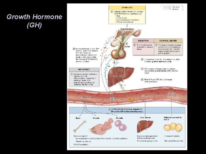 Growth Hormone (GH) Growth Hormone (GH)