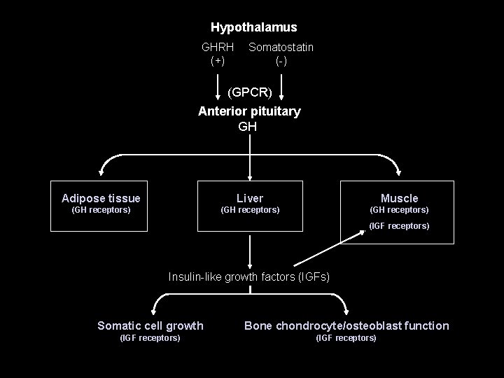 Hypothalamus GHRH (+) Somatostatin (-) (GPCR) Anterior pituitary GH Adipose tissue Liver Muscle (GH Hypothalamus GHRH (+) Somatostatin (-) (GPCR) Anterior pituitary GH Adipose tissue Liver Muscle (GH