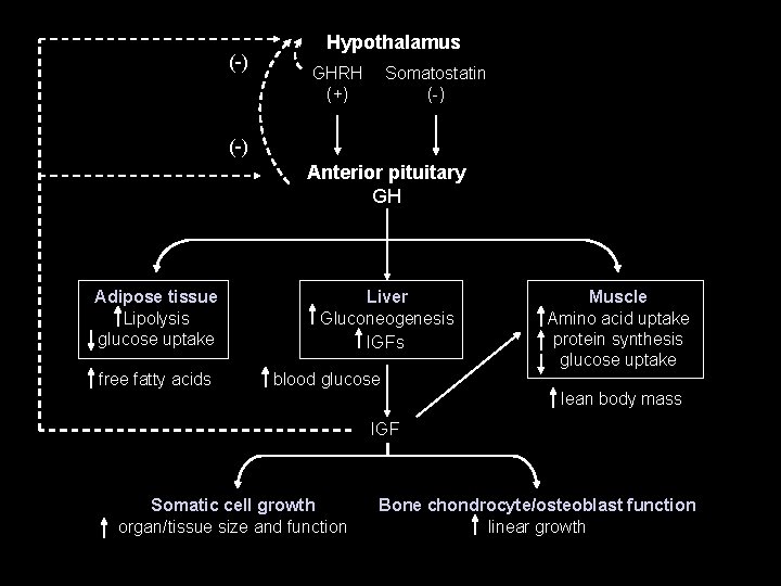 (-) Hypothalamus GHRH (+) Somatostatin (-) Anterior pituitary GH Adipose tissue Lipolysis glucose uptake (-) Hypothalamus GHRH (+) Somatostatin (-) Anterior pituitary GH Adipose tissue Lipolysis glucose uptake