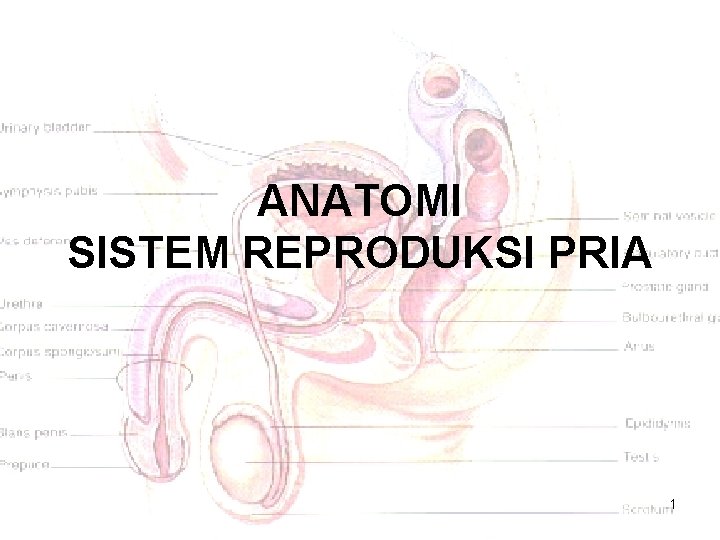 ANATOMI SISTEM REPRODUKSI PRIA 1 ANATOMI SISTEM REPRODUKSI PRIA 1