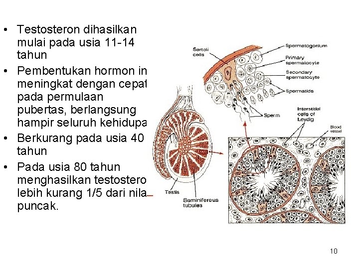  • Testosteron dihasilkan mulai pada usia 11 -14 tahun • Pembentukan hormon ini