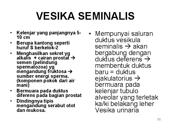 VESIKA SEMINALIS • Kelenjar yang panjangnya 510 cm • Berupa kantong seperti huruf S VESIKA SEMINALIS • Kelenjar yang panjangnya 510 cm • Berupa kantong seperti huruf S
