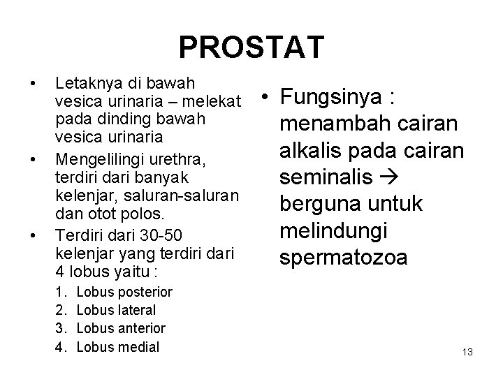 PROSTAT • • • Letaknya di bawah vesica urinaria – melekat pada dinding bawah