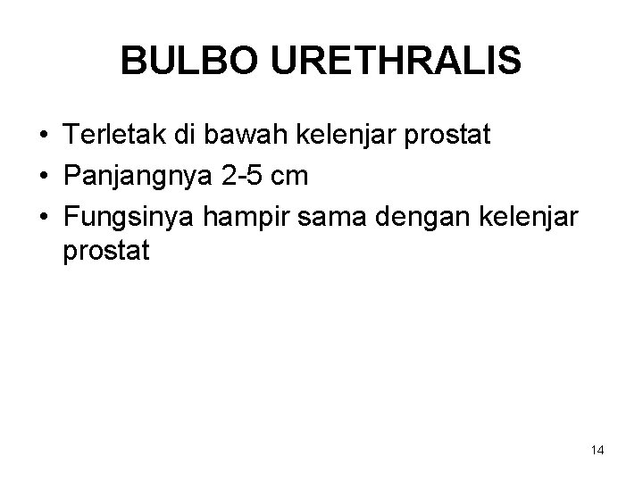 BULBO URETHRALIS • Terletak di bawah kelenjar prostat • Panjangnya 2 -5 cm •