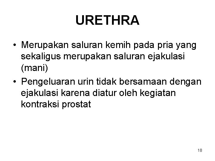 URETHRA • Merupakan saluran kemih pada pria yang sekaligus merupakan saluran ejakulasi (mani) •