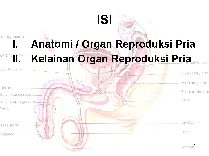 ISI I. Anatomi / Organ Reproduksi Pria II. Kelainan Organ Reproduksi Pria 2 