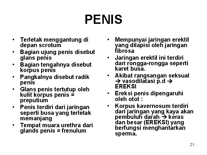 PENIS • Terletak menggantung di depan scrotum • Bagian ujung penis disebut glans penis