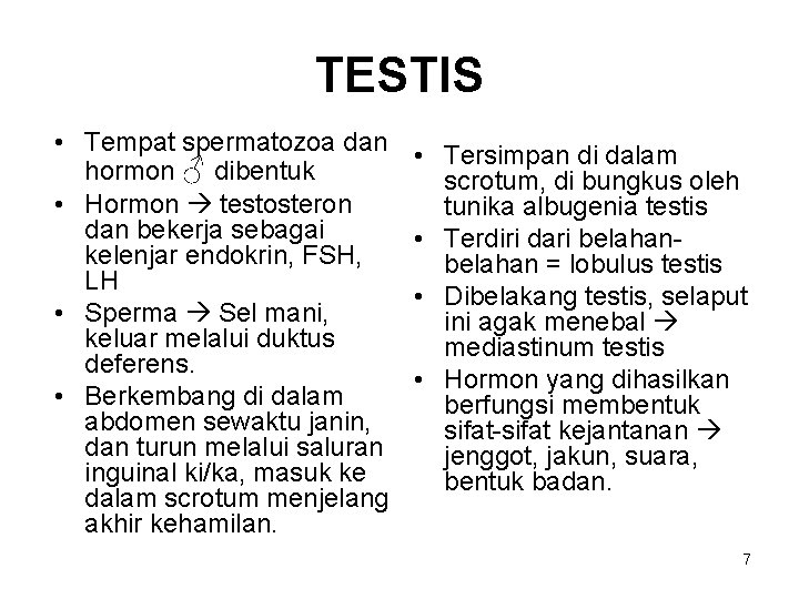 TESTIS • Tempat spermatozoa dan hormon ♂ dibentuk • Hormon testosteron dan bekerja sebagai