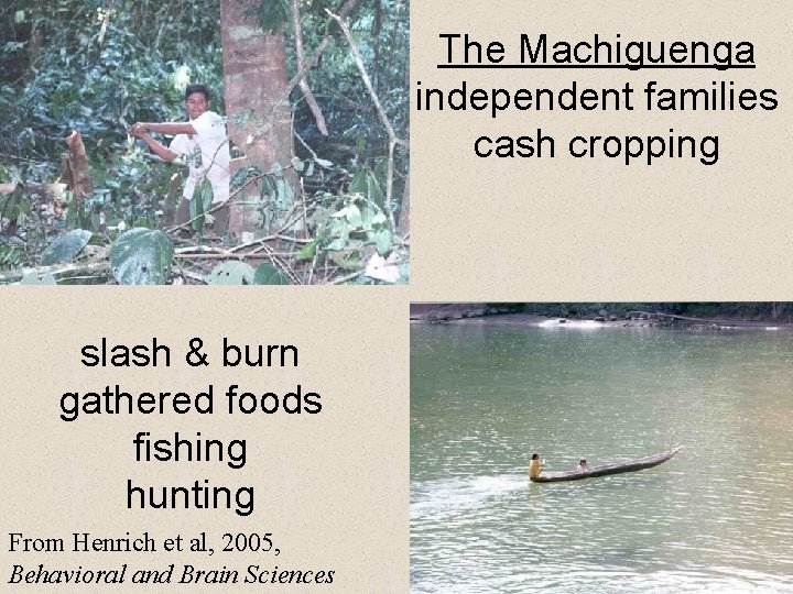 The Machiguenga independent families cash cropping slash & burn gathered foods fishing hunting From