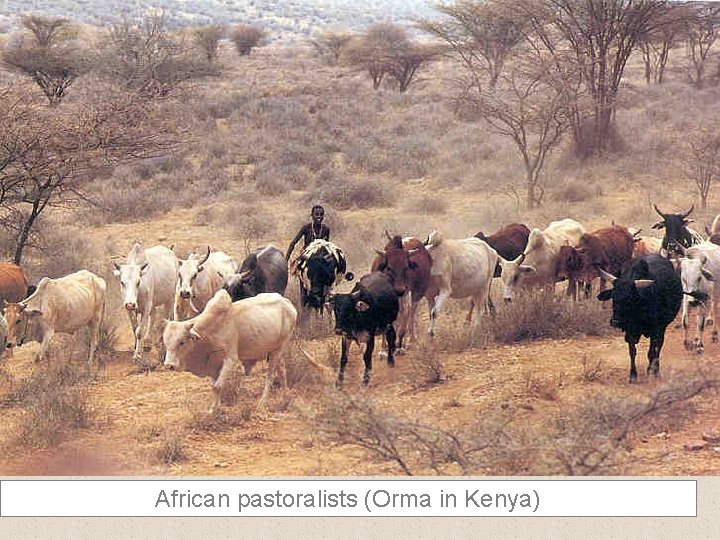 African pastoralists (Orma in Kenya) 