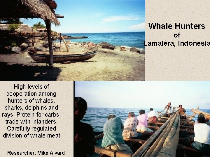 Whale Hunters of Lamalera, Indonesia High levels of cooperation among hunters of whales, sharks,