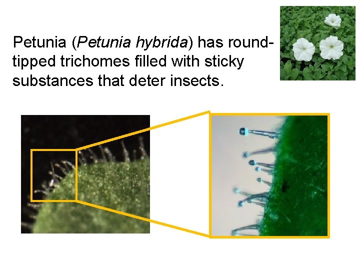 Petunia (Petunia hybrida) has roundtipped trichomes filled with sticky substances that deter insects. 