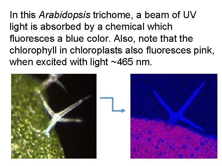 In this Arabidopsis trichome, a beam of UV light is absorbed by a chemical