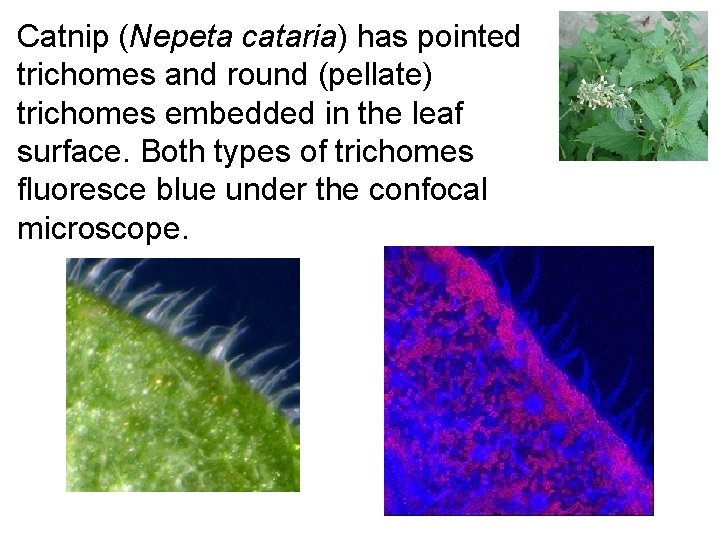 Catnip (Nepeta cataria) has pointed trichomes and round (pellate) trichomes embedded in the leaf