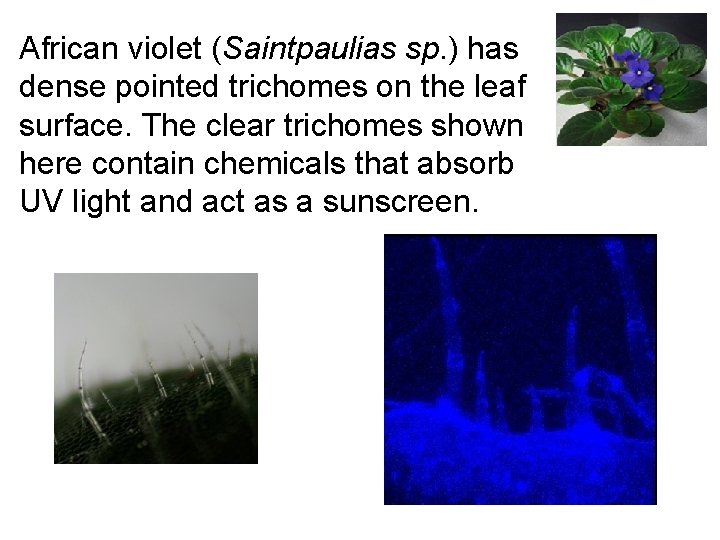 African violet (Saintpaulias sp. ) has dense pointed trichomes on the leaf surface. The