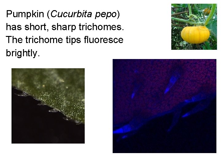 Pumpkin (Cucurbita pepo) has short, sharp trichomes. The trichome tips fluoresce brightly. 