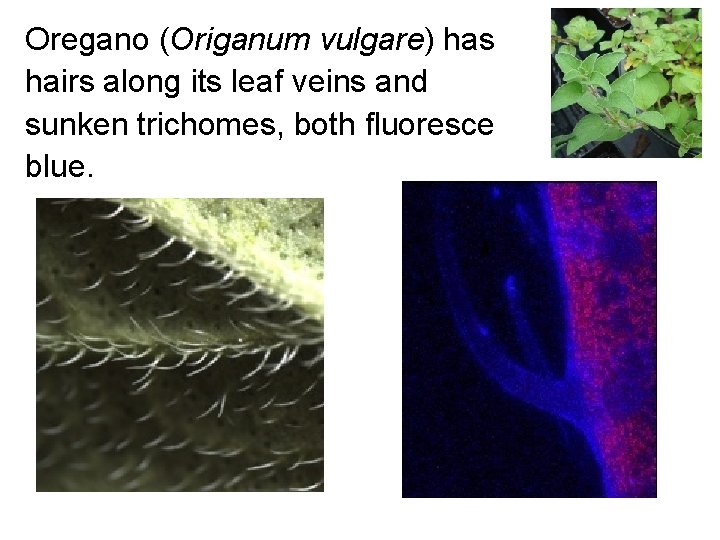 Oregano (Origanum vulgare) has hairs along its leaf veins and sunken trichomes, both fluoresce