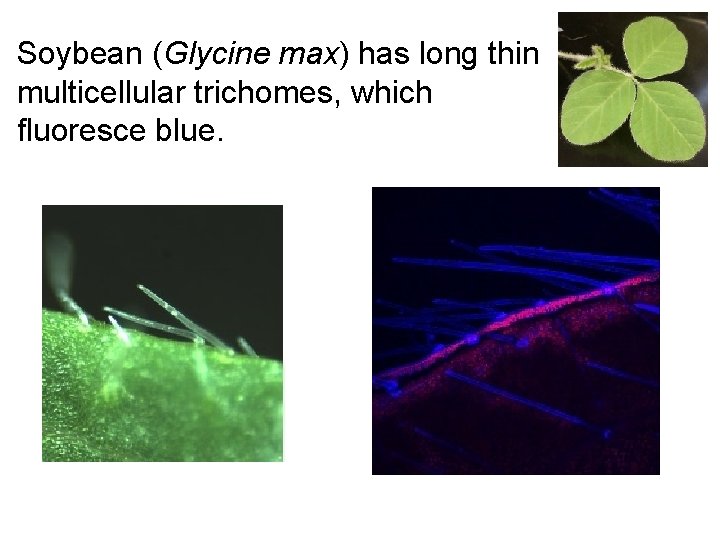 Soybean (Glycine max) has long thin multicellular trichomes, which fluoresce blue. 