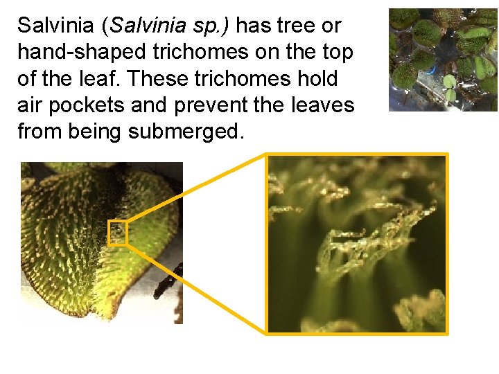 Salvinia (Salvinia sp. ) has tree or hand-shaped trichomes on the top of the